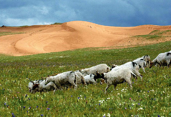 科普湿地 湿地知识 沙漠化(desertification)是由于干旱少雨,植被破坏