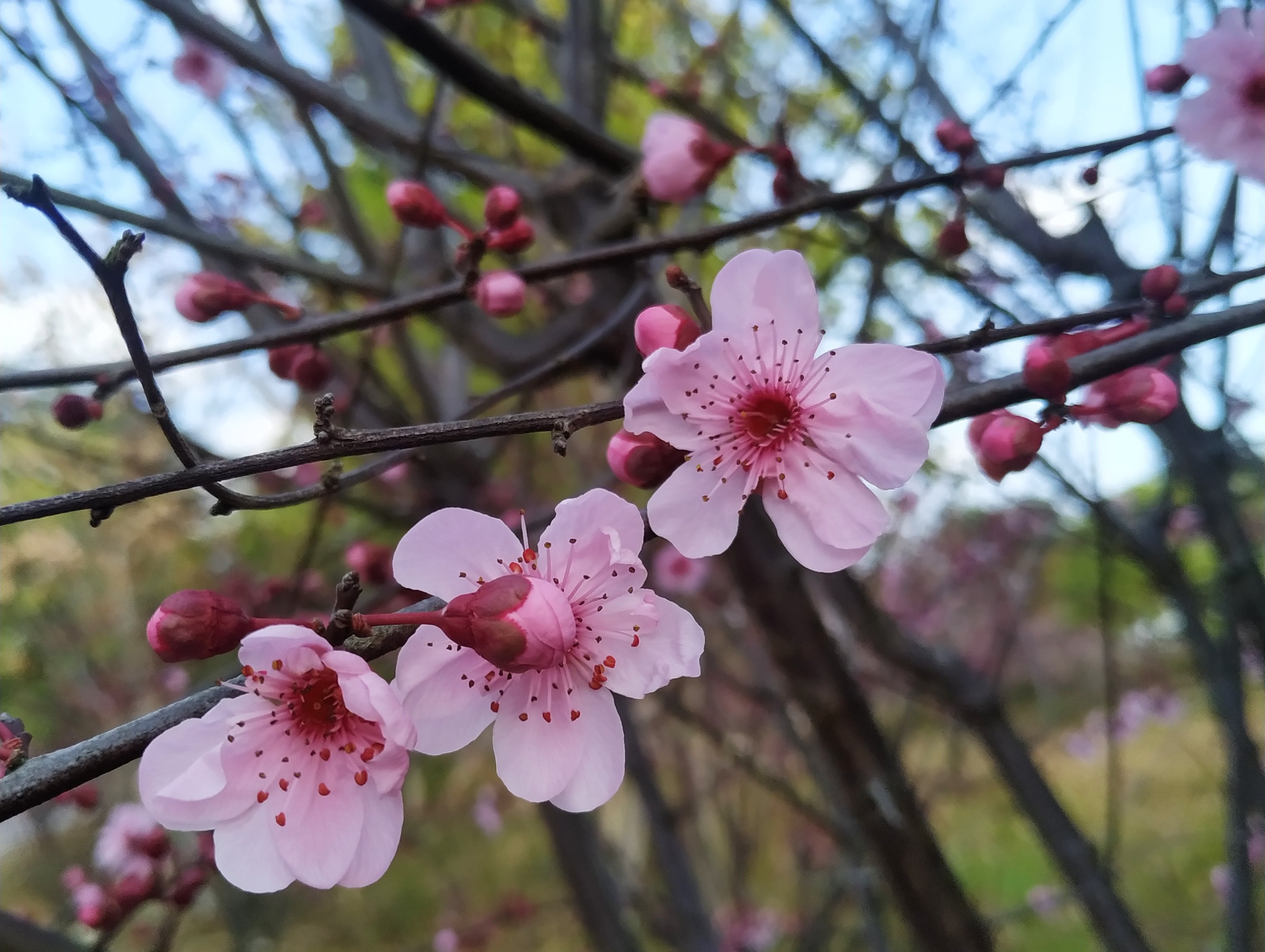 东安:湿地桃花缤纷开 春节赏花正当时